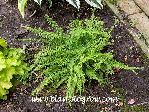 Victoria Lady Fern (Athyrium filix-femina) 
This image was taken in early June.  At this point of the season some of the older fronds pinnates are starting to criss cross forming the signature 